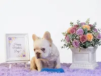 Fresca, a female French Bulldog for sale in Palm Beach, FL – 5 of 5