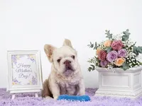 Fresca, a female French Bulldog for sale in Palm Beach, FL – 4 of 5