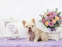 Fresca, a female French Bulldog for sale in Palm Beach, FL – 1 of 5
