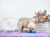 Fresca, a female French Bulldog for sale in Palm Beach, FL – 3 of 5