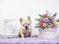 Fresca, a female French Bulldog for sale in Palm Beach, FL – 2 of 5