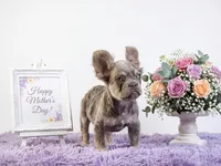 Dalton, a male French Bulldog for sale in Palm Beach, FL – 3 of 6