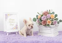 Emmet, a male French Bulldog for sale in Palm Beach, FL – 4 of 4
