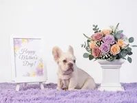 Emmet, a male French Bulldog for sale in Palm Beach, FL – 1 of 4