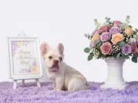 Emmet, a male French Bulldog for sale in Palm Beach, FL – 2 of 4