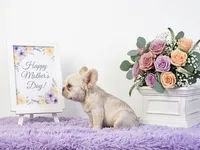 Emmet, a male French Bulldog for sale in Palm Beach, FL – 3 of 4
