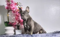Leo, a male French Bulldog for sale in Palm Beach, FL – 4 of 5