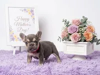 Kika, a female French Bulldog for sale in Palm Beach, FL – Photo 3 of 5
