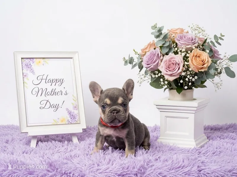 Kika – French Bulldog puppy for sale in Palm Beach, FL