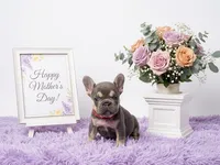 Kika, a female French Bulldog for sale in Palm Beach, FL – Photo 1 of 5