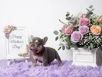 Kika, a female French Bulldog for sale in Palm Beach, FL – Photo 5 of 5