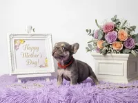 Kika, a female French Bulldog for sale in Palm Beach, FL – Photo 4 of 5