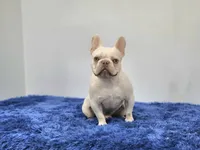 Mason, a male French Bulldog for sale in Palm Beach, FL – 9 of 9