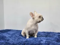 Mason, a male French Bulldog for sale in Palm Beach, FL – 6 of 9