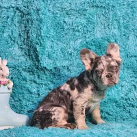 Talbot, a male French Bulldog for sale in Palm Beach, FL – Photo 5 of 8