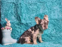 Talbot, a male French Bulldog for sale in Palm Beach, FL – Photo 5 of 8