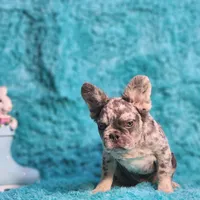 Talbot, a male French Bulldog for sale in Palm Beach, FL – Photo 3 of 8