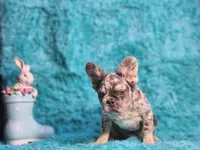 Talbot, a male French Bulldog for sale in Palm Beach, FL – Photo 3 of 8