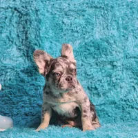 Talbot, a male French Bulldog for sale in Palm Beach, FL – Photo 4 of 8