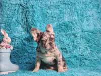 Talbot, a male French Bulldog for sale in Palm Beach, FL – Photo 4 of 8