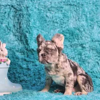 Talbot, a male French Bulldog for sale in Palm Beach, FL – Photo 6 of 8