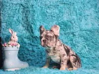Talbot, a male French Bulldog for sale in Palm Beach, FL – Photo 6 of 8