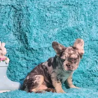 Talbot, a male French Bulldog for sale in Palm Beach, FL – Photo 7 of 8