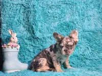 Talbot, a male French Bulldog for sale in Palm Beach, FL – Photo 7 of 8