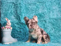 Talbot, a male French Bulldog for sale in Palm Beach, FL – Photo 8 of 8
