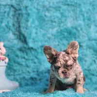 Talbot, a male French Bulldog for sale in Palm Beach, FL – Photo 2 of 8
