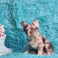 Talbot, a male French Bulldog for sale in Palm Beach, FL – Photo 1 of 8