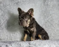 CORVIN, a male French Bulldog for sale in Palm Beach, FL – Photo 3 of 6