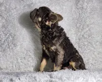 CORVIN, a male French Bulldog for sale in Palm Beach, FL – Photo 4 of 6