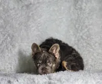 CORVIN, a male French Bulldog for sale in Palm Beach, FL – Photo 5 of 6