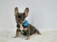 Adriana, a female French Bulldog for sale in Palm Beach, FL – 1 of 5