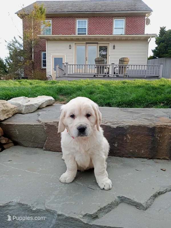 Duke – English Cream Golden Retriever puppy for sale in Paradise Township, PA
