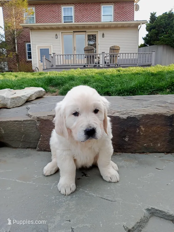 Devan – English Cream Golden Retriever puppy for sale in Paradise Township, PA