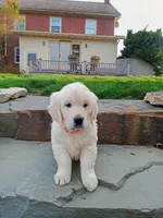 Devan, a male English Cream Golden Retriever for sale in Paradise Township, PA – Photo 2 of 2