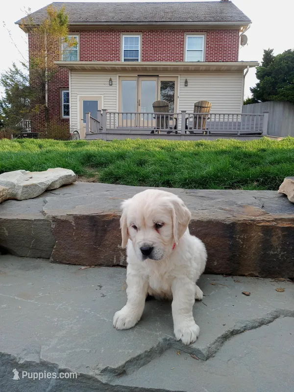 Dane – English Cream Golden Retriever puppy for sale in Paradise Township, PA