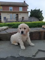 Duchess, a female English Cream Golden Retriever for sale in Paradise Township, PA – Photo 2 of 2