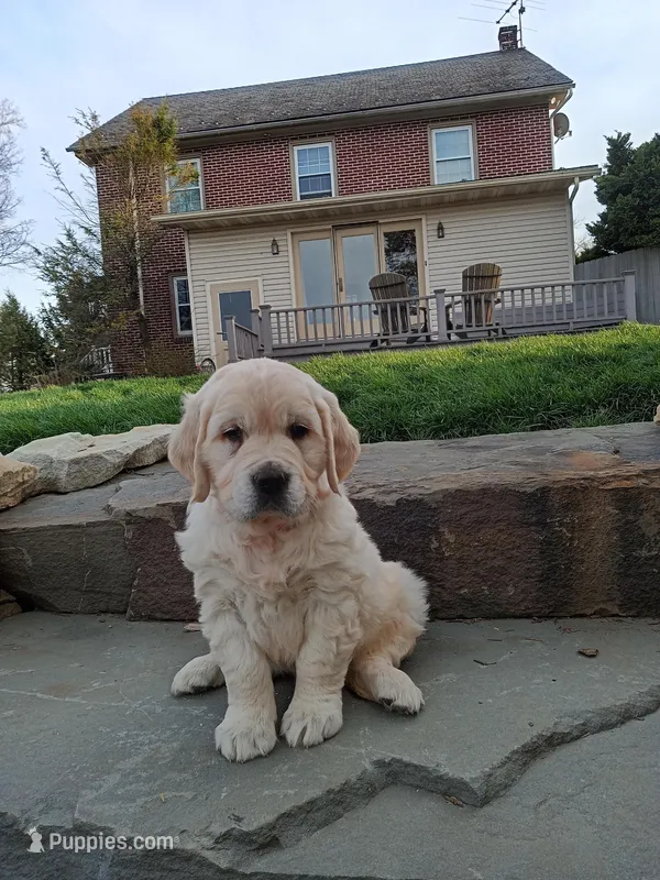 Duchess – English Cream Golden Retriever puppy for sale in Paradise Township, PA