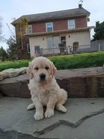 Duchess, a female English Cream Golden Retriever for sale in Paradise Township, PA – Photo 1 of 2
