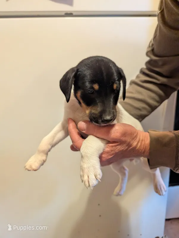 Sadie – Jack Russell Terrier puppy for sale in Union Star, MO