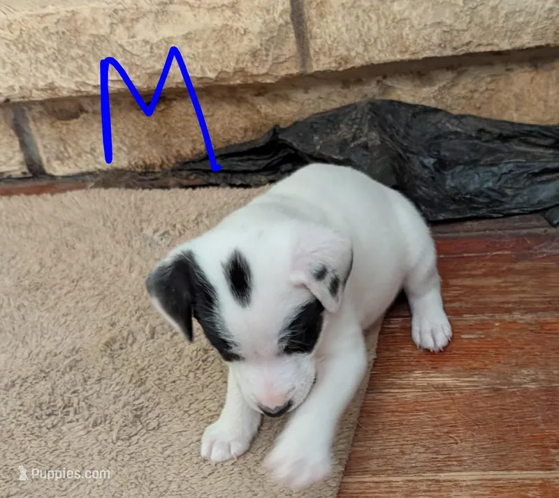 Spot – Jack Russell Terrier puppy for sale in Union Star, MO