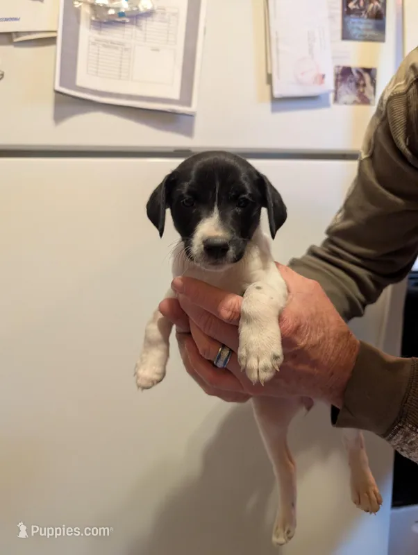 Tippy – Jack Russell Terrier puppy for sale in Union Star, MO