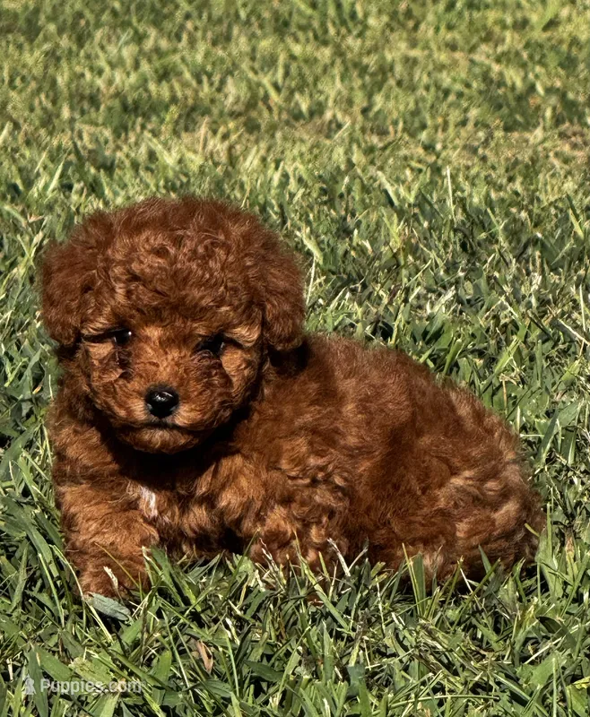 Tinkerbell – Poodle - Toy  puppy for sale in Summerfield, NC