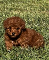 Tinkerbell, a female Poodle - Toy  for sale in Summerfield, NC – 1 of 6