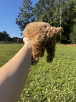 Winnie, a female Poodle - Toy  for sale in Summerfield, NC – 7 of 7