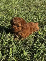 Tinkerbell, a female Poodle - Toy  for sale in Summerfield, NC – 2 of 6