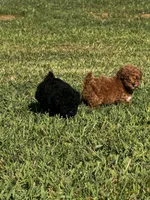 Rosey, a female Poodle - Toy  for sale in Summerfield, NC – 4 of 7